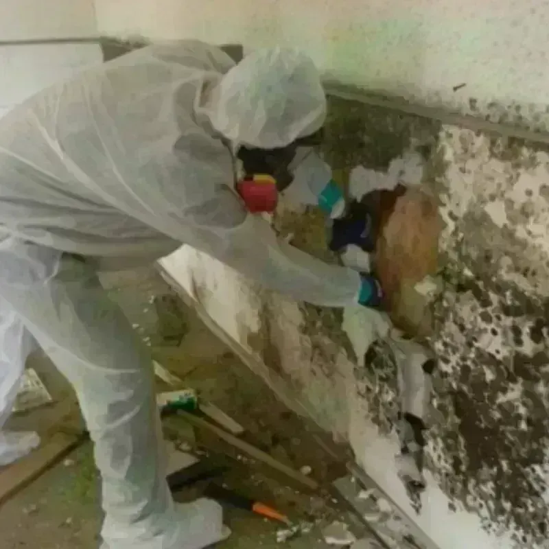 Mold Remediation and Removal in Union, WV